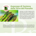 Asparago_Santena_paniere
